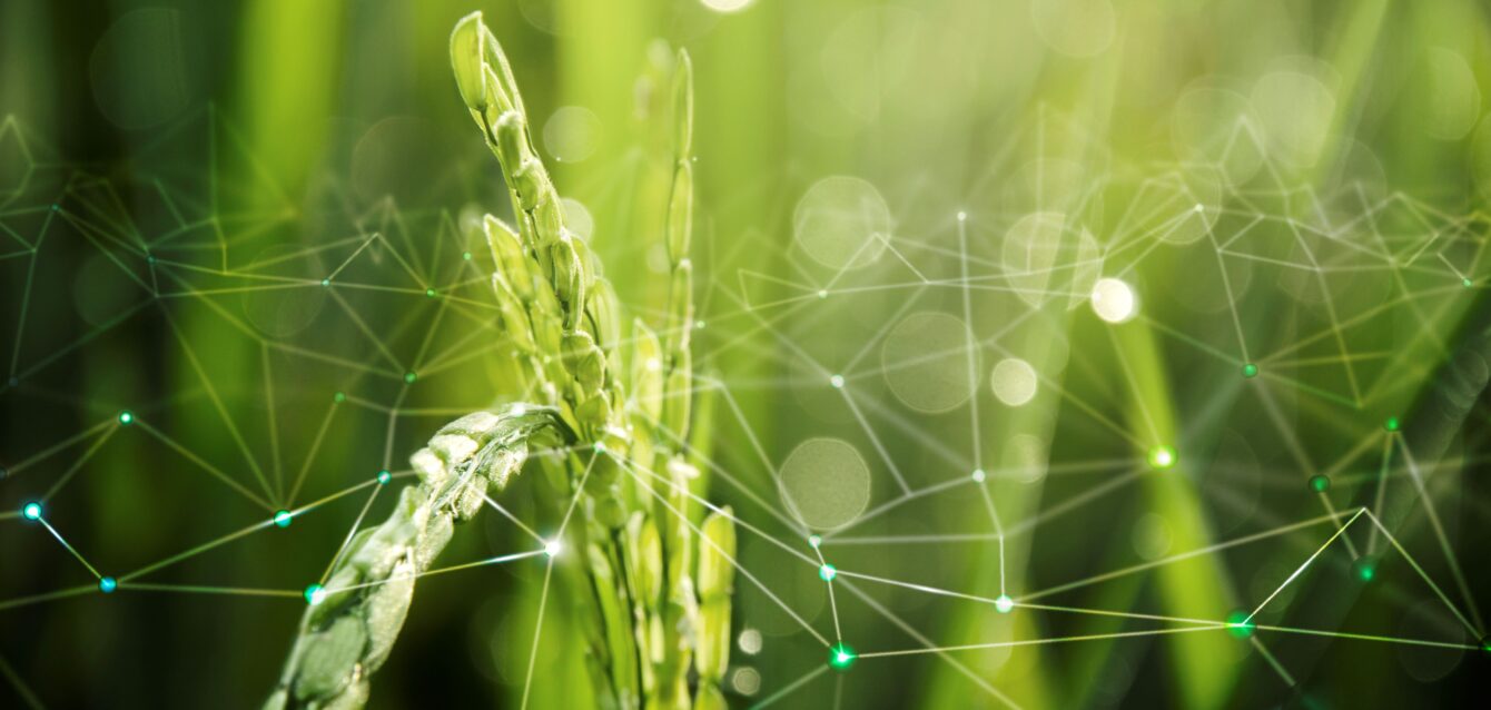 agricoltura-iot-con-sfondo-di-risaie_1 agricoltura-iot-con-sfondo-di-risaie_1